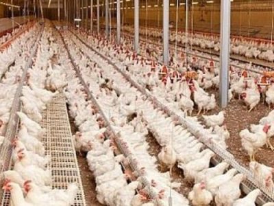 سرنوشت فناوری مهمی که مشکل «قیمت مرغ» را حل می‌کند