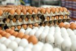 کهگیلویه و بویراحمد چگونه در تولید تخم‌مرغ خودکفا می‌شود؟