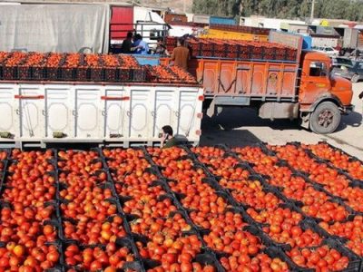 عرضه پرحجم گوجه فرنگی در بازار تا چند روز آینده