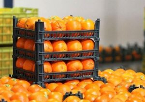 ۸۵۰ تن سیب و پرتقال طرح تنظیم بازار در فارس توزیع شد