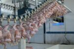 صادرات ۴ هزار تن گوشت مرغ به کشورهای هدف/ برنامه افزایش تولید شتر در کشور