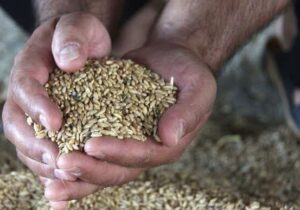 ۳۷ هزار تن گندم در کهگیلویه و بویراحمد خریداری شد