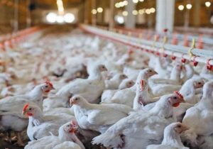 دستیابی کهگیلویه و بویراحمد به خودکفایی در تولید مرغ