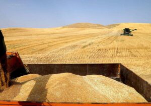بیش از۲۲ هزار تن گندم مازاد کشاورزان گچساران خریداری شد