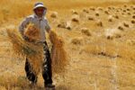 ۷۴ هزار تن گندم از کشاورزان کهگیلویه و بویراحمد خریداری شد