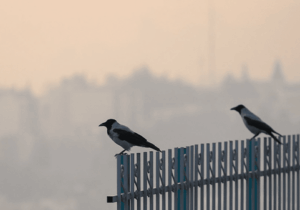 احتمال تعطیلی شنبه و یکشنبه تهران به دلیل آلودگی هوا