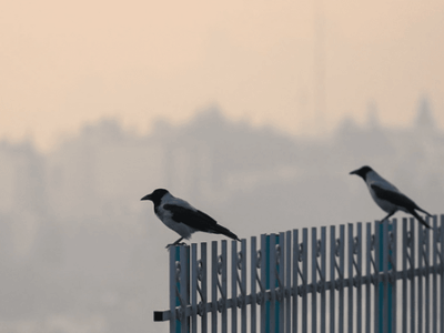 احتمال تعطیلی شنبه و یکشنبه تهران به دلیل آلودگی هوا