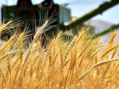 قیمت خرید گندم امسال اعلام شد