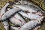 گردش مالی بیش از ۳هزار میلیاردی صنعت پرورش ماهیان سردآبی در کهگیلویه و بویراحمد