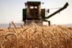خرید گندم از کشاورزان با عبور از ۱۰ میلیون تن رکورد شکست