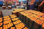 ۵۰ تن میوه تنظیم بازار شب عید در گچساران توزیع شد