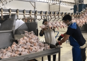 آغاز خرید مرغ مازاد برای ماه رمضان و عید